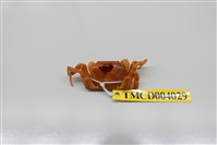 藏品(光滑表方蟹)的圖片